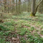 Blüten soweit das Auge reicht